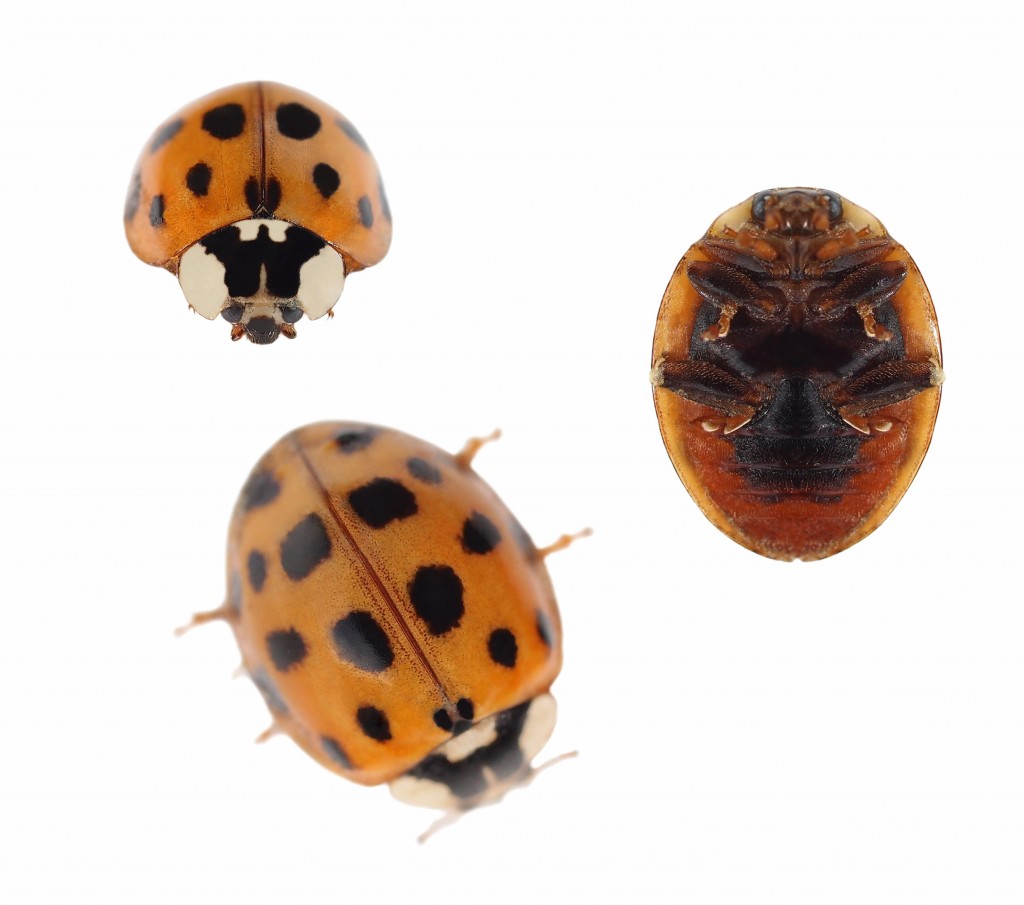 asian-lady-beetles