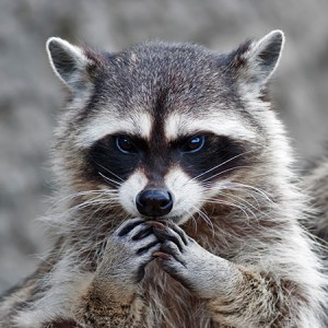 Wildlife Control & Animal Trapping in the Grand Rapids, MN ...