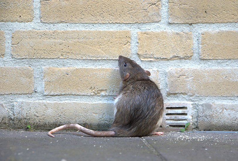 Rodent Control Services by 5 Star Pest Control in Grand Rapids, MN