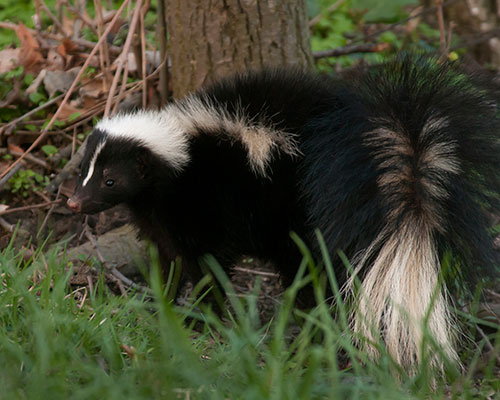 skunk-removal-service